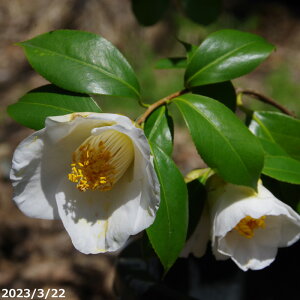 yiNo.0128z  c@Hy(イӂ炭)@ږؕc 12 190cm i엿tj yA`DAzy֕c coLzyA ؁zy Ԗ؁zyԁzy c؁z