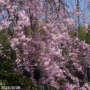宿根【真っ白な枝垂れ桜】江戸枝垂れ彼岸桜（1苗）とても上品【ポット 