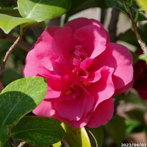 yiE_No.6407z  c@tg c@160cm i엿tj@yzyA`DAzy֕c coLzyA ؁zy Ԗ؁zyԁzy c؁z