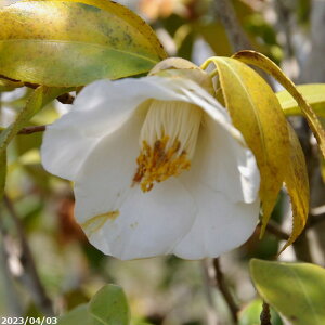 yiNo.8297z  c@Hy(イӂ炭) 12 c 191cm i엿tj@yA`DAzy֕c coLzyA ؁zy Ԗ؁zyԁzy c؁z