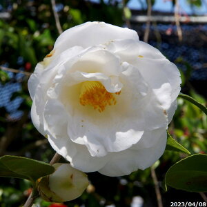  c@BiBj }3Nc 4 i엿tjyA`DAzy֕c coLzy~͑fށzyԁzyԖ؁zy c؁z