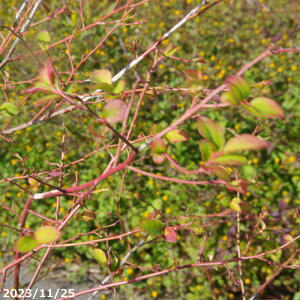 【10%OFFクーポン対象!〜10/30】庭木 苗木 スノキ 根巻苗 高さ 160cm前後(長期化成肥料付)【植木 庭木】【樹木 花木】