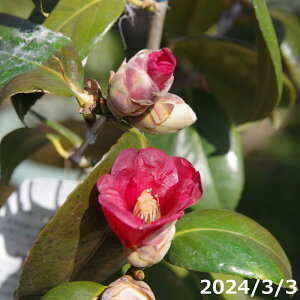  c ̏@}4Nc 5i엿tj60-75cm yA`DAzy֕c coLzy~͑f  Ԗ؁zyrccoLzy c؁z _kki