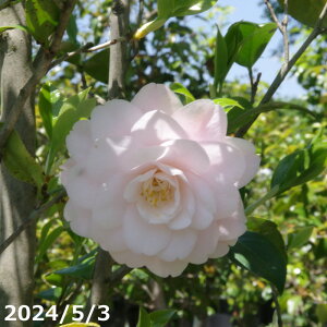 yiE_No.3009z c@vĉ 15 198cm i엿tjyA`DAzy֕c coLzyA ؁zy Ԗ؁zyԁzy c؁z