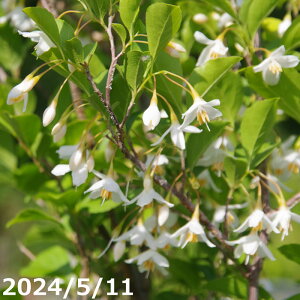yi_No.8305z c@GSmL 12 175cmi엿tjyzyA ؁zy Ԗ؁zyV{c[ ̖ GSmL K[fjO CeA GNXe