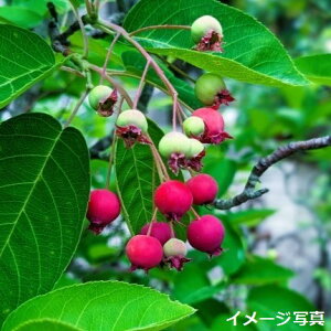 ブドウ・クイーンセブン 種・苗・ガーデニング用品の タキイネット通販