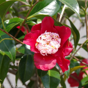 yiNo.1547zN̒ c@m 12 c 170cm i엿tjyA`DAzy֕c coLzyA ؁zy Ԗ؁zyԁzy c؁z