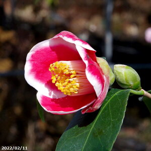 yiE_No.0074z c@ʂ̉Y 12 c 135cm iNo.1563)i엿tjyzyA`DAzy֕c coLzyA ؁zy Ԗ؁zyԁzyrXP