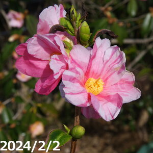 椿 苗 姫侘助 4年生挿木苗 5号 (長期化成肥料付)【半日陰〜好日性植物】【椿苗 ツバキ】【盆栽素材】【茶花】【花木】【ワビスケツバキ 侘助】【椿 苗木】