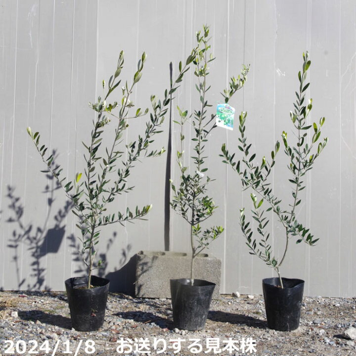 楽天市場】果樹 苗 オリーブ フラントイオ 6号 高さ110-120cm【苗木 