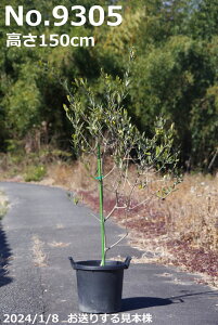 【10%OFFクーポン対象!〜10/30】果樹 苗 選べる オリーブ ワッガベルダル 8号 高さ145-170cm【苗木 植木 果樹 庭木 花木 ベランダ園芸 オリーブの木 庭木 シンボルツリー 常緑樹】
