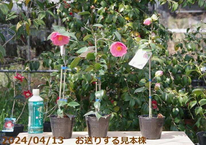 楽天市場】椿 苗 福娘(B) 3年生挿木苗 4号 （長期化成肥料付）【半日陰  