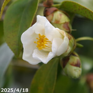  c@x }4Nc 5 H60-65cm i엿tj yA`DAzy֕c coLzy~͑f  Ԗ؁zy c؁z _kki