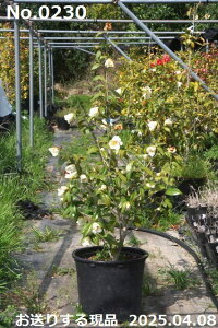 y10%OFFN[|ΏہI`11/11z c@Iׂ  ږؕc 110-120cm i엿tjyzyA`DAzy֕c coLzyA ؁zy Ԗ؁zyԁzy c