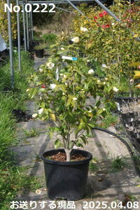 y10%OFFN[|ΏہI`11/11z c@Iׂ  ږؕc 110-120cm i엿tjyzyA`DAzy֕c coLzyA ؁zy Ԗ؁zyԁzy c