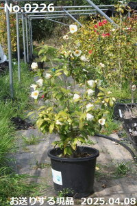 y10%OFFN[|ΏہI`11/11z c@Iׂ  ږؕc 110-120cm i엿tjyzyA`DAzy֕c coLzyA ؁zy Ԗ؁zyԁzy c