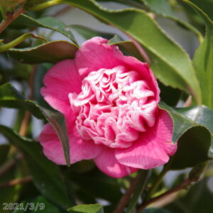yiE_No.8705z  c@Fm 12 c 160cm i엿tjyA`DAzy֕c coLzyA ؁zy Ԗ؁zyԁzy c؁z