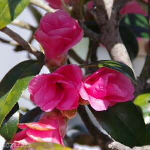 【10%OFFクーポン対象!〜10/30】【現品・一点物No.1109】椿 苗木 紅侘助 接木苗 12号 抜き苗 高さ160cm(長期化成肥料付)【半日陰〜好日性植物】【椿苗 ツバキ】【植木 庭木】【樹木 花木】【