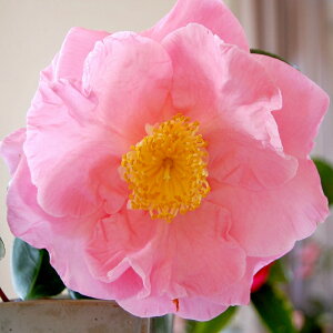 mց@c@w[EneBg@3N}ؕc@4i12cmj i엿tjyA`DAzy֕c coLzyԖ؁zyց@c؁z