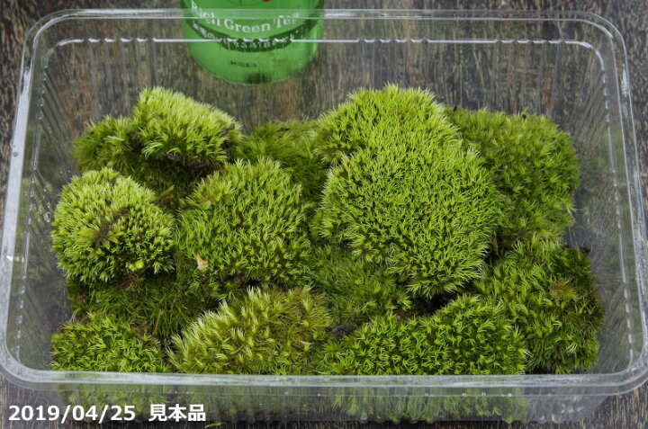 楽天市場 多湿を好むアラハシラガゴケ ヤマゴケ 大 L パック 外径27 5cm 19 3cm 苔盆栽 苔テラリウム 造園 庭園の苔 苔ボトル シェードガーデン向 日陰の苔 マンジュウゴケ 石田精華園 楽天市場店