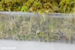 楽天市場 生ミズゴケ 生水苔 栽培容器になる 中 M パック 外径22 8cm 15 5cm 日陰向きの苔 日陰の湿生植物 テラリウム 苔 盆栽 山野草 食虫植物 ラン 蘭 生水蘚 生みずごけ 石田精華園 楽天市場店