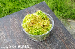 楽天市場 ムラサキミズゴケ ムラサキ水苔 栽培容器になる 4号丸カップ 12cm 肥料付 日陰の湿生植物 テラリウム 苔盆栽 山野草 食虫植物 ラン 蘭 生ミズゴケ 石田精華園 楽天市場店