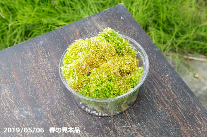 楽天市場 ムラサキミズゴケ ムラサキ水苔 栽培容器になる 4号丸カップ 12cm 肥料付 日陰の湿生植物 テラリウム 苔盆栽 山野草 食虫植物 ラン 蘭 サギソウ 生ミズゴケ 石田精華園 楽天市場店