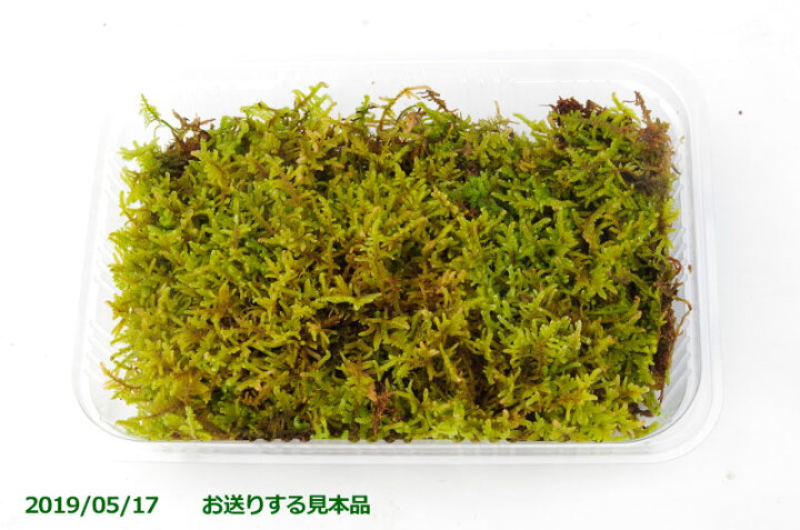 楽天市場】【京の苔】天然ハイゴケ 中（M）パック（外径22.8cm×15.5cm 