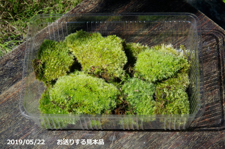 楽天市場 多湿を好むアラハシラガゴケ ヤマゴケ 大 L パック 外径27 5cm 19 3cm 苔盆栽 苔テラリウム 造園 庭園の苔 苔ボトル シェードガーデン向 日陰の苔 マンジュウゴケ 石田精華園 楽天市場店
