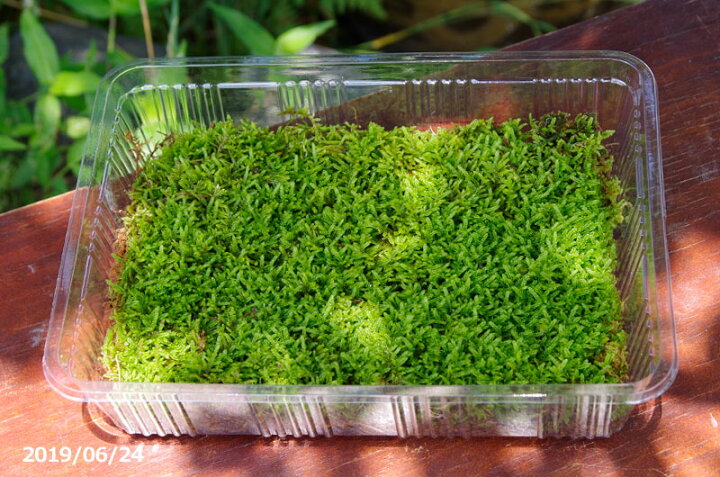 楽天市場 京の苔 養生したヒメハイゴケ 特選ハイゴケ 中 M パック 外径22 8cm 15 5cm 夏半日陰のコケ 戸外栽培用の苔玉 苔テラリウム 苔盆栽 石田精華園 楽天市場店