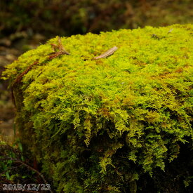 苔玉室内 誕生日ライン友達