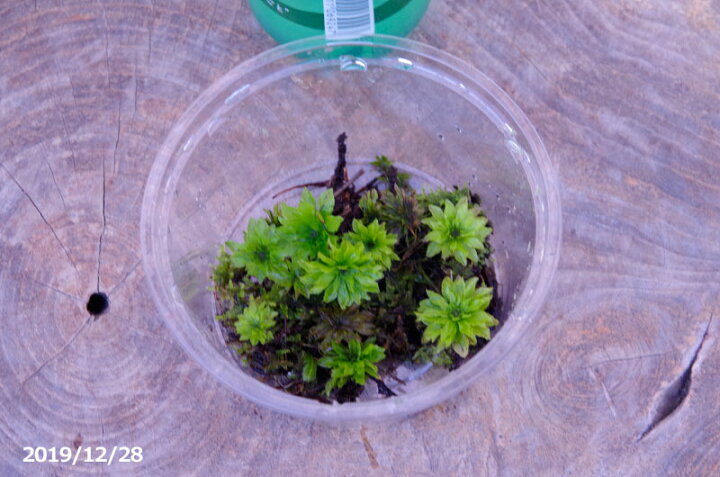 楽天市場 オオカサゴケ 大小7 8本 夏 秋休眠する日陰の苔 水中化できる苔 湿生植物 苔テラリウム 苔ボトリウム ビバリウム 石田精華園 楽天市場店