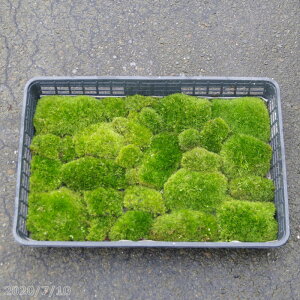 DރAnVKSP(}SP)@g[(59cm×39cm)@yۖ~́zyۃeEzyE뉀̑ہzyۃ{gzyVF[hK[fzyȂہzy}WESP?z