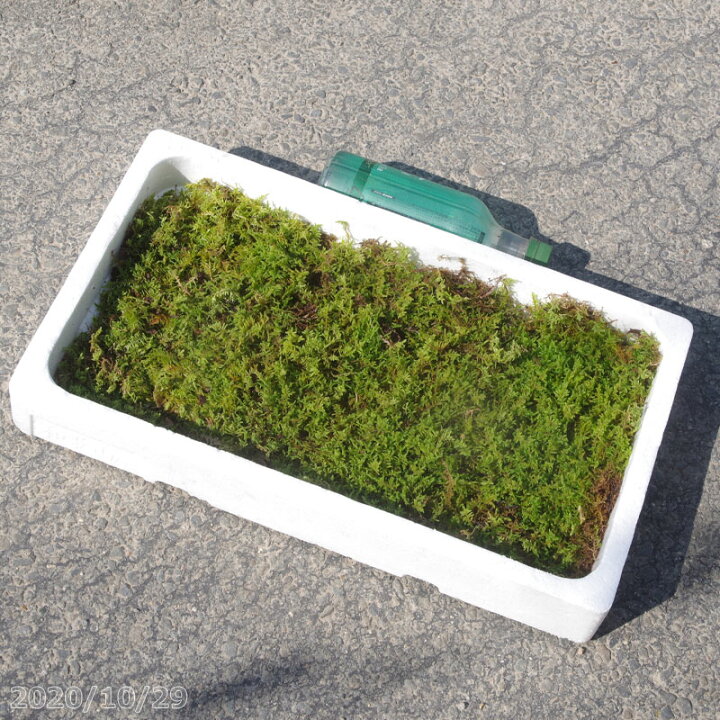 楽天市場 京の苔 天然ハイゴケ 発砲スチロール箱 夏半日陰のコケ 戸外栽培用の苔玉 苔テラリウム 石田精華園 楽天市場店