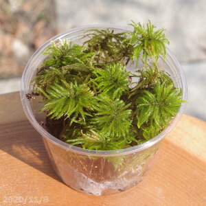 観葉植物 耐陰性の人気商品 通販 価格比較 価格 Com