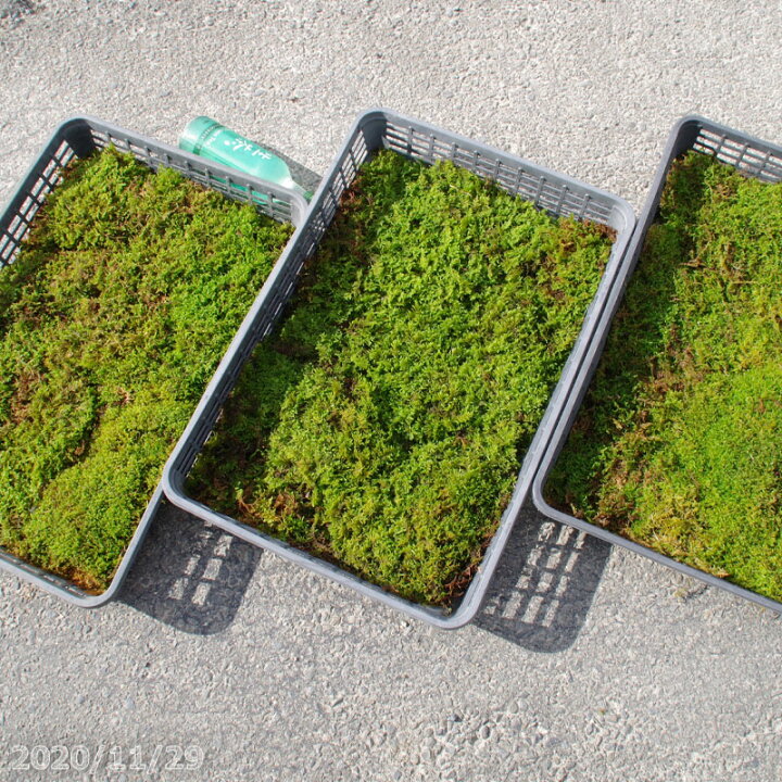 楽天市場 京の苔 天然ハイゴケ 大トレー3枚 夏半日陰のコケ 戸外栽培用の苔玉 苔テラリウム 庭園用 石田精華園 楽天市場店