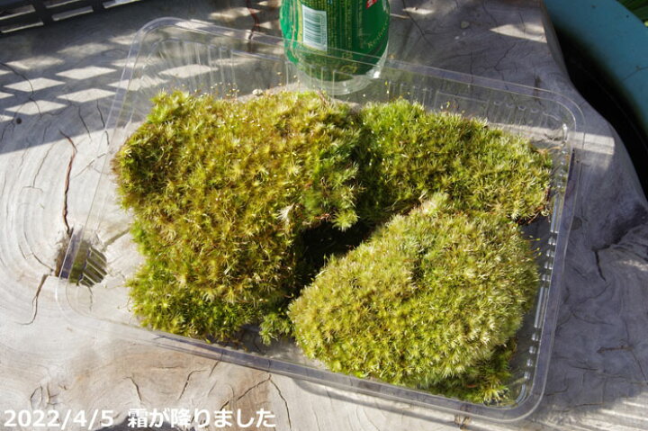 楽天市場 多湿を好むアラハシラガゴケ ヤマゴケ 大 L パック 外径27 5cm 19 3cm 苔盆栽 苔テラリウム 造園 庭園の苔 苔ボトル シェードガーデン向 日陰の苔 マンジュウゴケ 石田精華園 楽天市場店