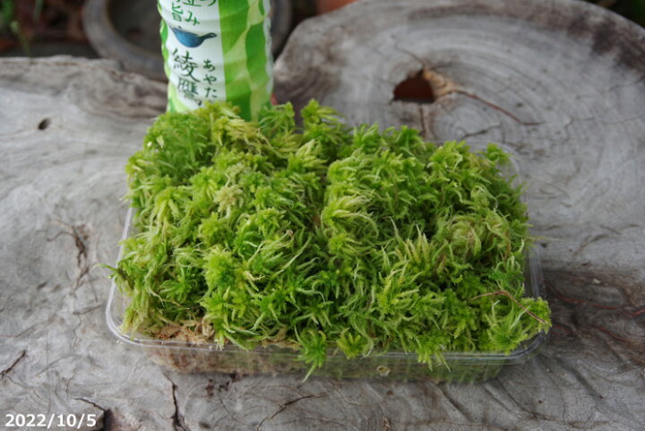 楽天市場 生ミズゴケ 生水苔 栽培容器になる 中 M パック 外径22 8cm 15 5cm 日陰向きの苔 日陰の湿生植物 テラリウム 苔 盆栽 山野草 食虫植物 ラン 蘭 サギソウ 生水蘚 生みずごけ 石田精華園 楽天市場店 楽天市場 生ミズゴケ 生水苔 栽培容器になる 中 M パック 外径22 8cm 15 5cm 日陰向きの苔 日陰の湿生植物 テラリウム 苔 盆栽 山野草 食虫植物 ラン 蘭 サギソウ 生水蘚 生みずごけ 石田精華園 楽天市場店