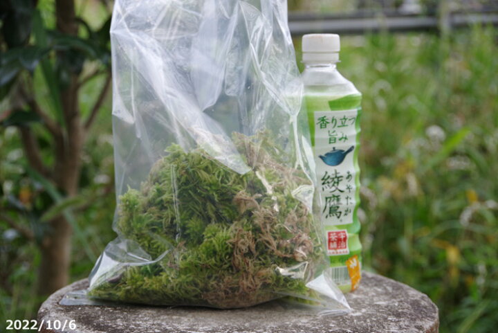 楽天市場 生ミズゴケ 栽培品 1l 袋詰め 日陰向きの苔 日陰の湿生植物 テラリウム 苔盆栽 山野草 食虫植物 ラン 蘭 サギソウ 生水苔 生水蘚 生みずごけ 石田精華園 楽天市場店 楽天市場 生ミズゴケ 栽培品 1l 袋詰め 日陰向きの苔 日陰の湿生植物 テラリウム 苔盆栽 山野草 食虫植物 ラン 蘭 サギソウ 生水苔 生水蘚 生みずごけ 石田精華園 楽天市場店