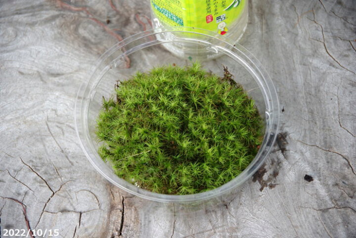 楽天市場 ボリュームのあるタマゴケ 3号パック 日陰向きのコケ 苔テラリウム 湿潤を好む苔 夏休眠する非耐耐性のコケ 石田精華園 楽天市場店