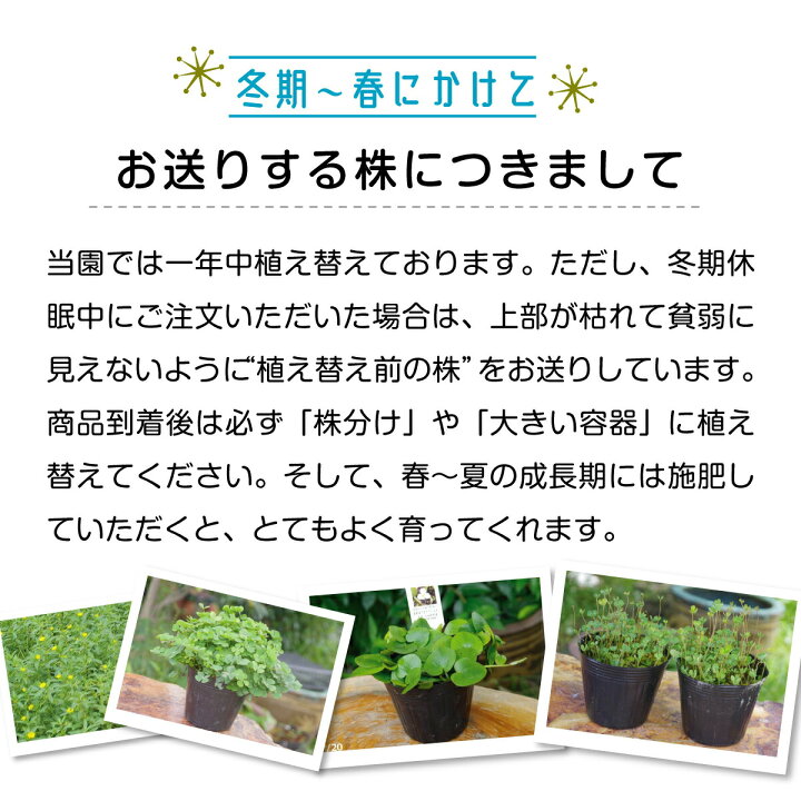 楽天市場 メダカが喜ぶ生きたミジンコ入り デンジソウ ウォータークローバー 肥料プレゼント 4号 12cmポット 春 秋の水生植物 ビオトープ 水生植物 浮葉 抽水植物 耐寒性宿根宿根草 石田精華園 楽天市場店