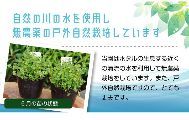 楽天市場 メダカが喜ぶ生きたミジンコ入り ウォータークローバー ムチカ 4号 12cmポット 肥料プレゼント 春 秋の水生植物 ビオトープ 水生植物 浮葉 抽水植物 耐寒性宿根草 アクアリウム 石田精華園 楽天市場店