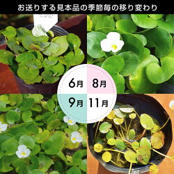 楽天市場 メダカが喜ぶ生きたミジンコ入り トチカガミ 4号 12cmポット 肥料プレゼント Ib化成 バーティーラージ 10g入り1袋 夏 秋の水生植物 ビオトープ 水生植物 浮葉植物 耐寒性宿根草 石田精華園 楽天市場店