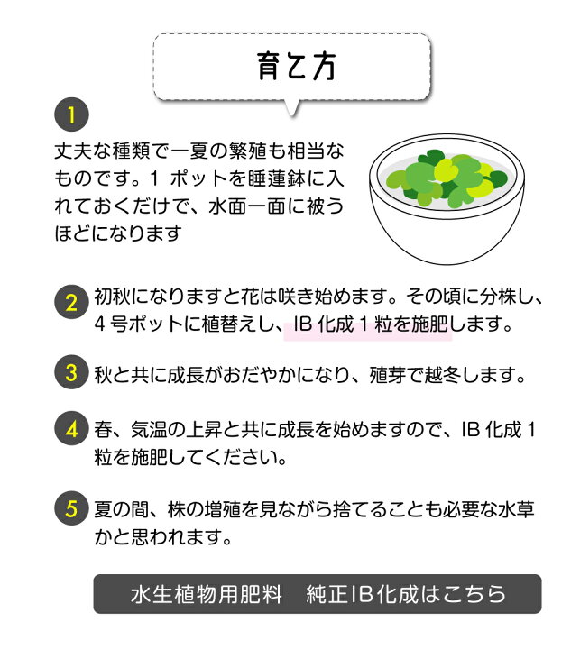 楽天市場 メダカが喜ぶ生きたミジンコ入り トチカガミ 4号 12cmポット 肥料プレゼント Ib化成 バーティーラージ 10g入り1袋 夏 秋の水生植物 ビオトープ 水生植物 浮葉植物 耐寒性宿根草 石田精華園 楽天市場店