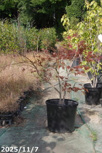 yi_No.7851z c؁@s~W@ږؕc@1.3mi엿tjyzy݂ gtzyA c؁zy tz