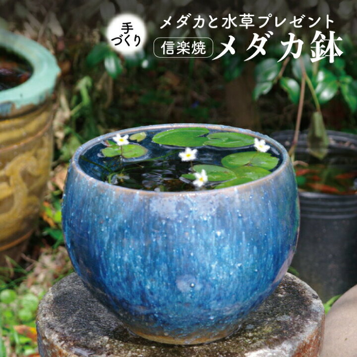 楽天市場】信楽焼 睡蓮鉢 陶器 メダカ鉢 ブルーガラス 丸水鉢8号（24cm  