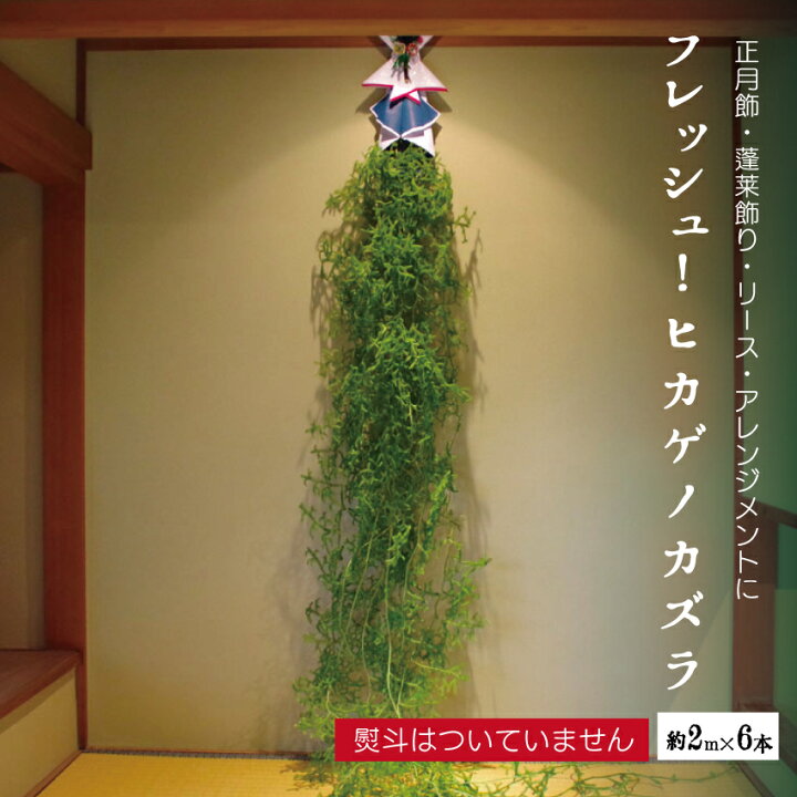 楽天市場】フレッシュ！ ヒカゲノカズラ 約2m×6本【クリスマス 正月  