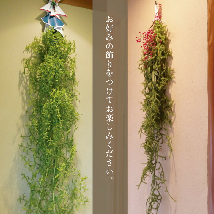 楽天市場】フレッシュ！ ヒカゲノカズラ 約2m×6本【クリスマス 正月  