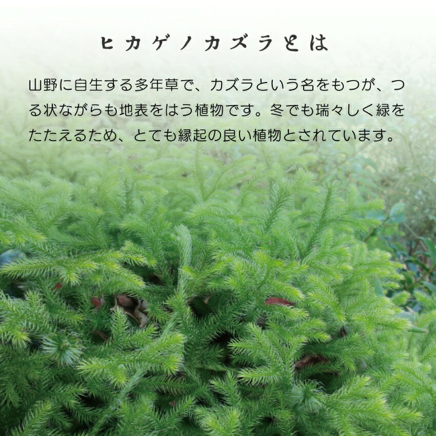 楽天市場 | 石田精華園 楽天市場店 - ヒカゲノカズラ