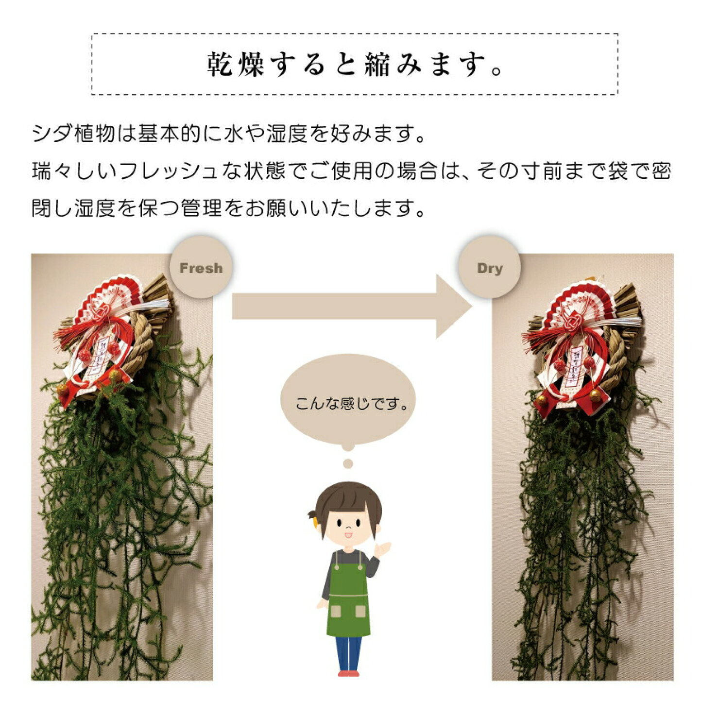 楽天市場 | 石田精華園 楽天市場店 - ヒカゲノカズラ